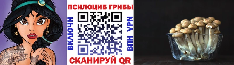 мега как войти Мостовской Галлюциногенные грибы Psilocybine cubensis